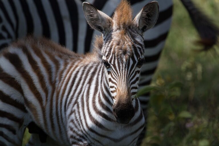 animal, zebra, africa-283869.jpg